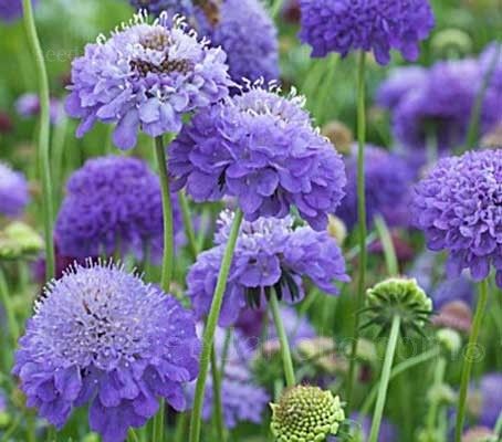 Scabiosa atropurpurea 'Oxford blue'