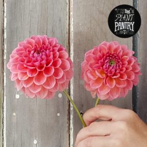 Dahlia 'Lindas Baby'