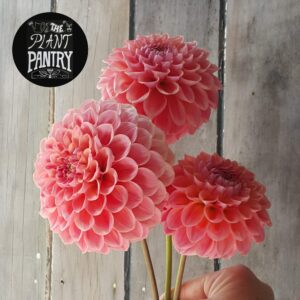 Dahlia 'Nathalie G'