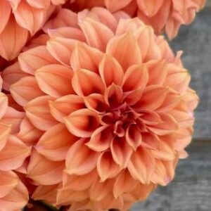 Dahlia 'Peaches n Cream Orange'