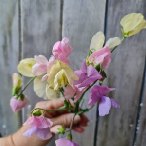 Lathyrus odoratus  Sweet Pea 'Jet Set Pastels'