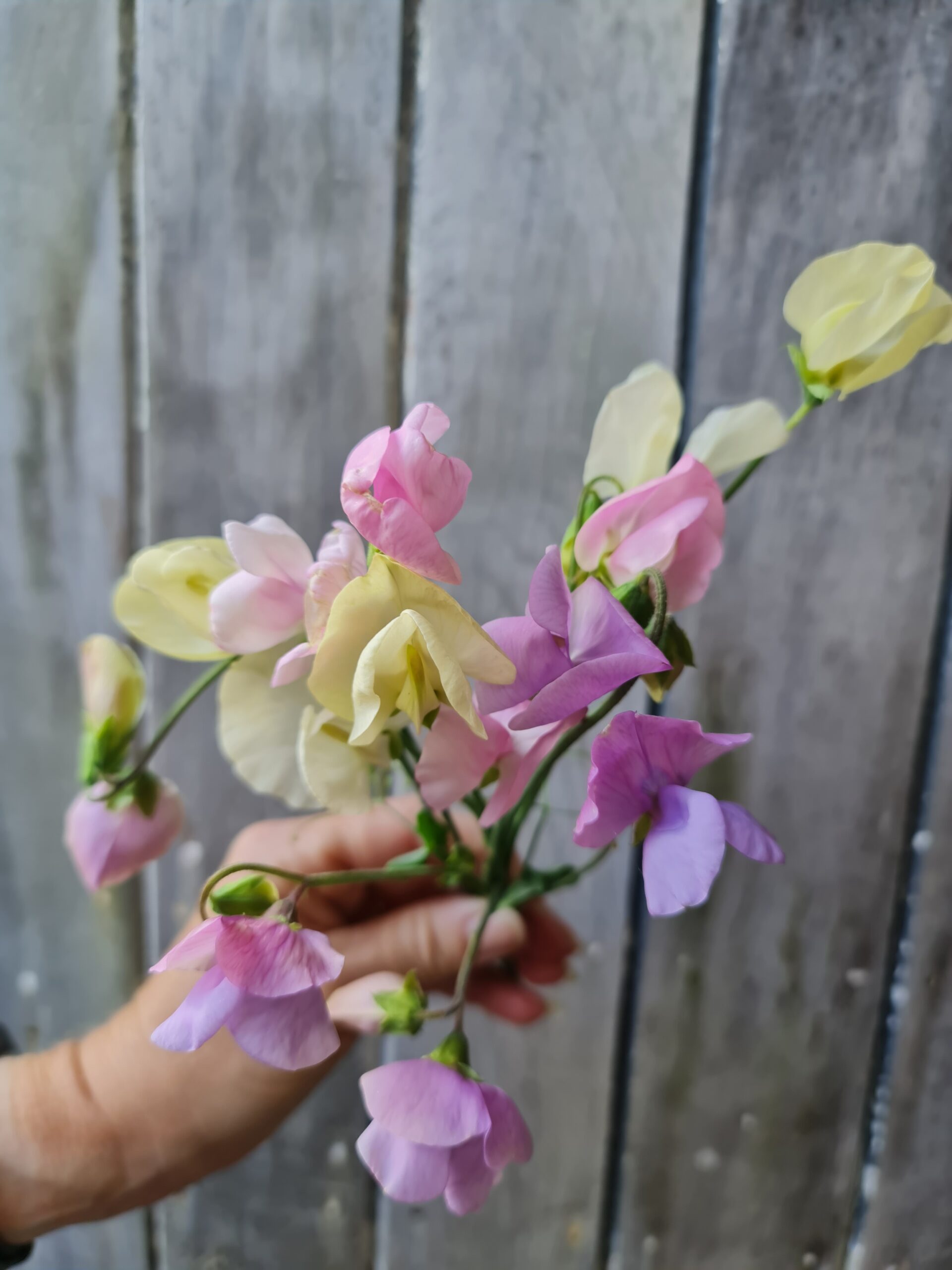 Lathyrus odoratus Sweet Pea 'Jet Set Pastels'