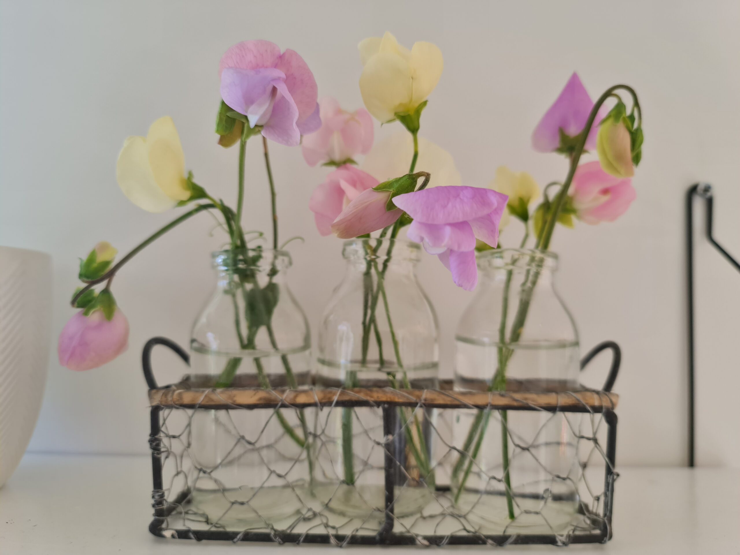 Lathyrus odoratus Sweet Pea 'Jet Set Pastels' - Image 2