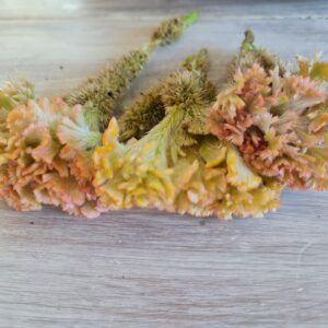 Celosia cristata 'Princess Pastels'