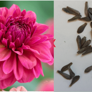 Dahlia Seeds (Perch Hill x)