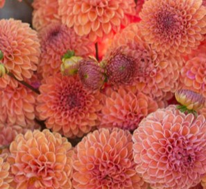 Dahlia 'Snoho Jojo'