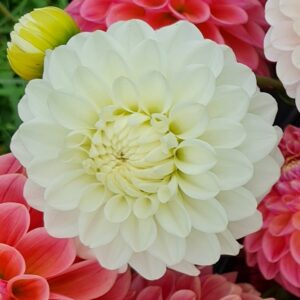 Dahlia 'White Isla'
