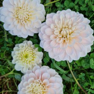 Dahlia 'Sweet Nathalie'