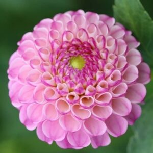 Dahlia 'Zippity do da'