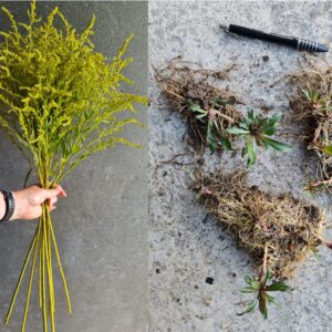 Solidago - Golden Rod (Bareroot plants)