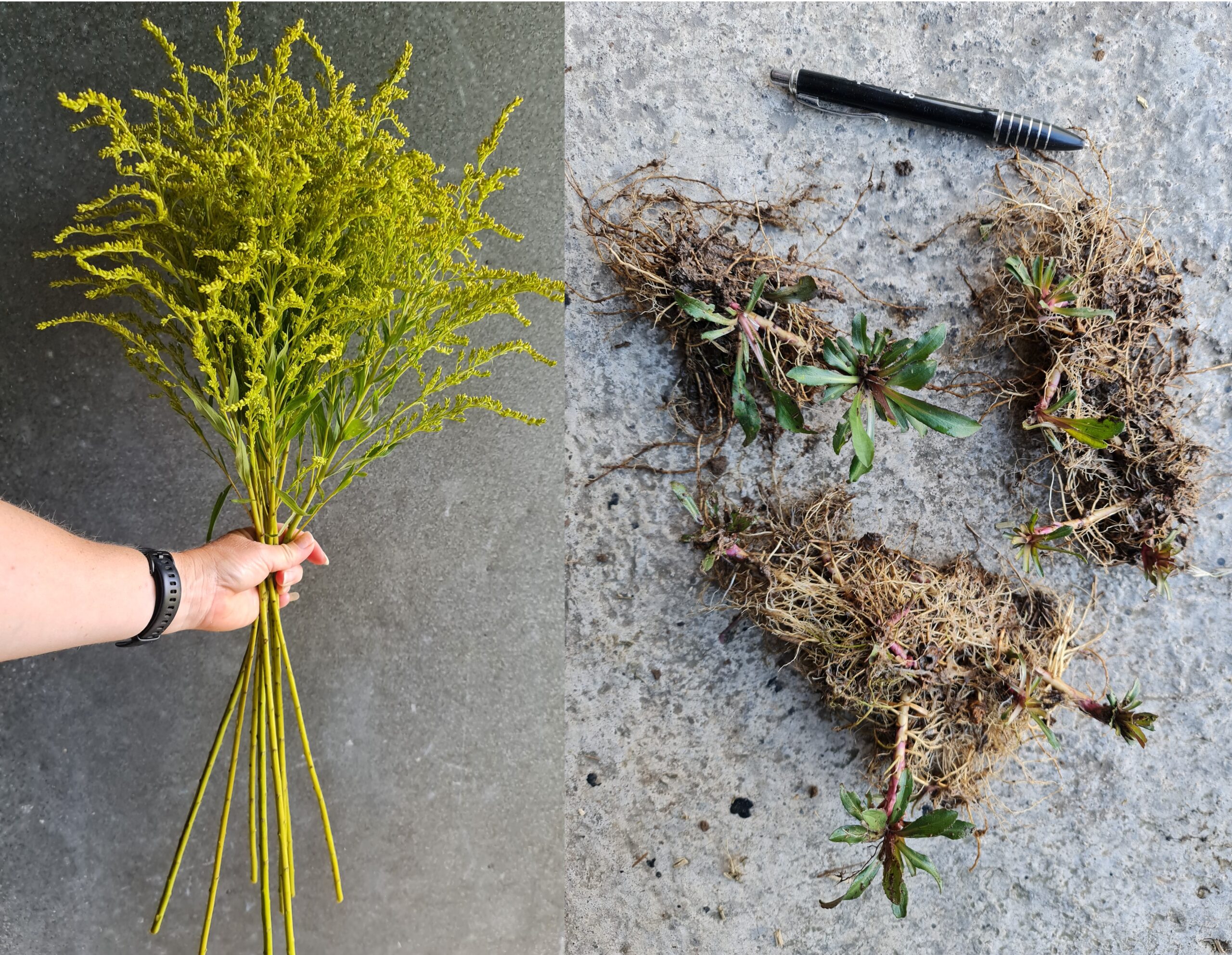 Solidago - Golden Rod (Bareroot plants)