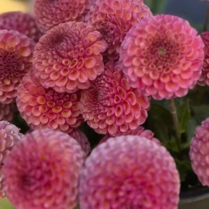 Dahlia 'Kokopuff'