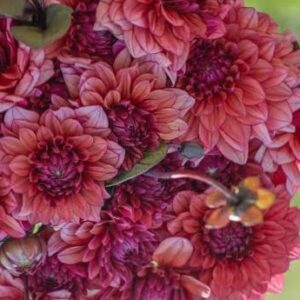 Dahlia 'Molly Raven'