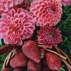 Dahlia 'QT Strawberry Rosé'
